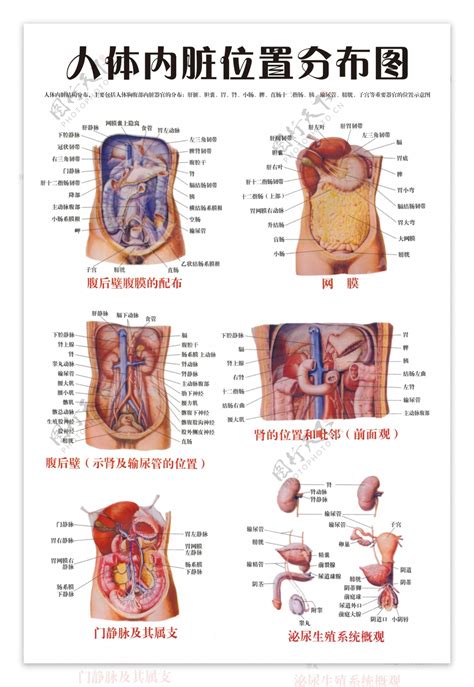 女胃位置|人体内脏位置分布示意图